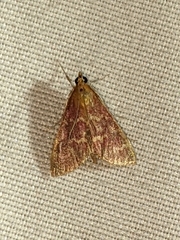 Pyrausta signatalis