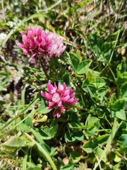Trifolium thalii