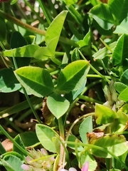 Trifolium thalii