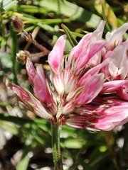 Trifolium thalii