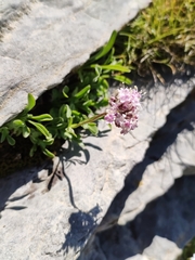 Valeriana apula