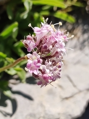 Valeriana apula