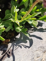 Valeriana apula