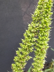 Setaria verticillata