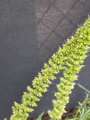 Setaria verticillata