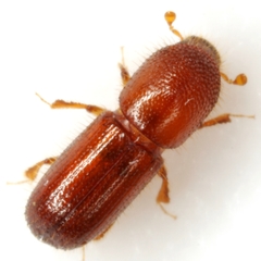 Xyleborus pubescens