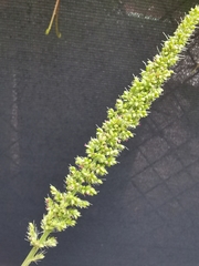 Setaria verticillata