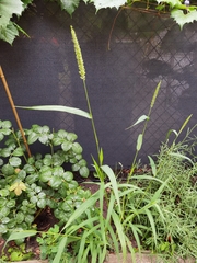 Setaria verticillata