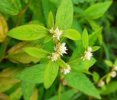Alternanthera bettzickiana
