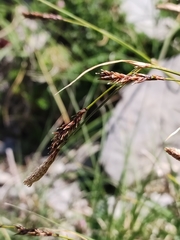 Carex sempervirens