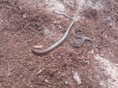Chalcides striatus