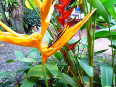 Heliconia × nickeriensis