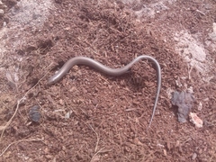 Chalcides striatus