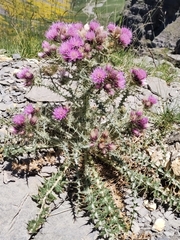 Carduus carlinoides