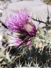 Carduus carlinoides