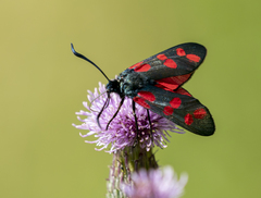 Zygaena filipendulae