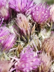 Carduus carlinoides