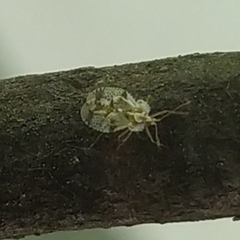 Stephanitis pyri