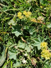 Alchemilla colorata
