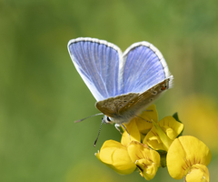 Polyommatus icarus