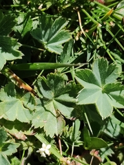 Alchemilla colorata