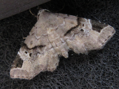 Aventiola pusilla