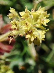 Alchemilla colorata