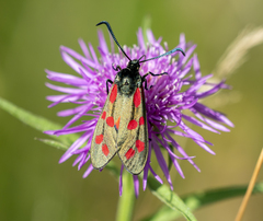 Zygaena filipendulae