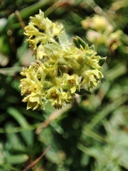 Alchemilla colorata