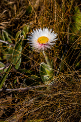 Helichrysum ecklonis
