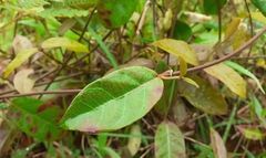 Apocynoideae
