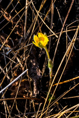 Hypoxis argentea sericea