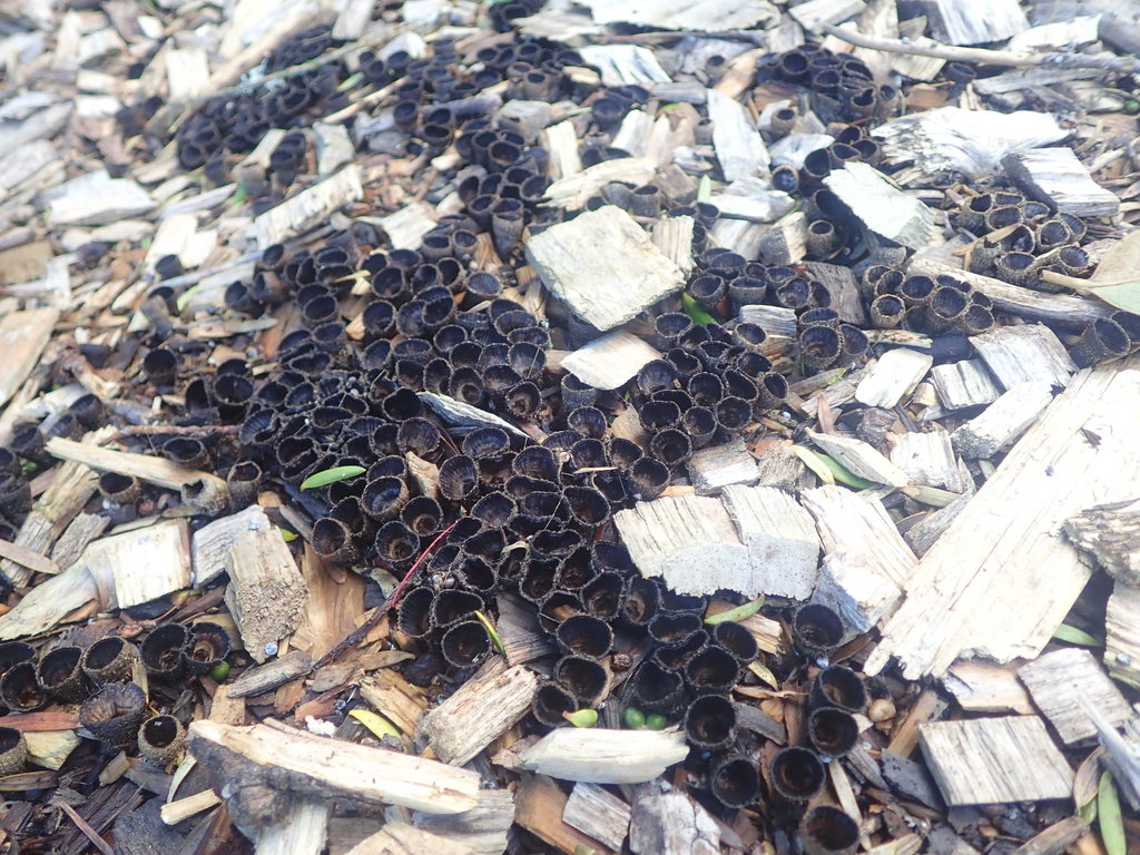 fluted bird's nest fungus from The Gardens, Auckland, New Zealand on