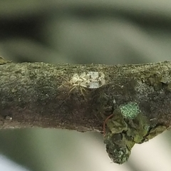 Stephanitis pyri