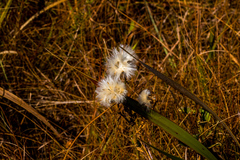 Lopholaena dregeana