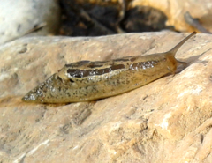 Drusia ibera