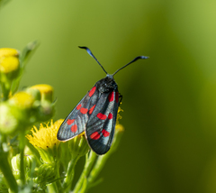 Zygaena filipendulae