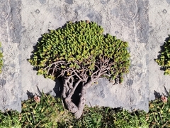 Thymelaea dioica