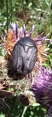 Protaetia opaca
