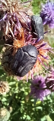 Protaetia opaca