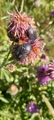 Protaetia opaca