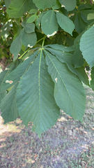 Aesculus hippocastanum