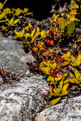 Polystachya pubescens