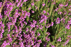 Erica cinerea