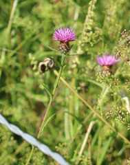 Centaurea decipiens
