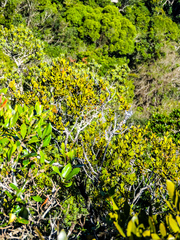 Robsonodendron eucleiforme