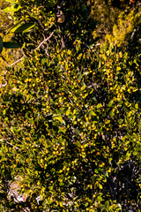 Robsonodendron eucleiforme