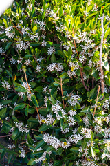 Tricalysia capensis