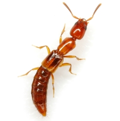 Lithocharodes longicollis