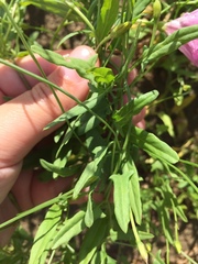 Convolvulus chinensis